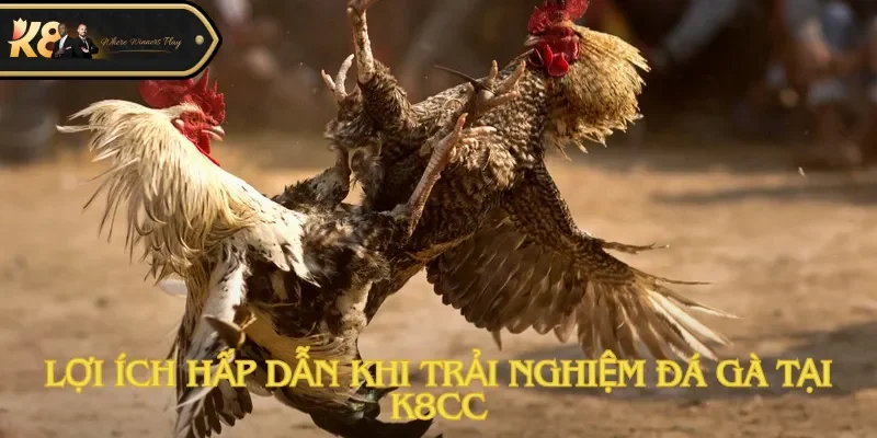 Lợi ích hấp dẫn khi trải nghiệm đá gà tại K8cc