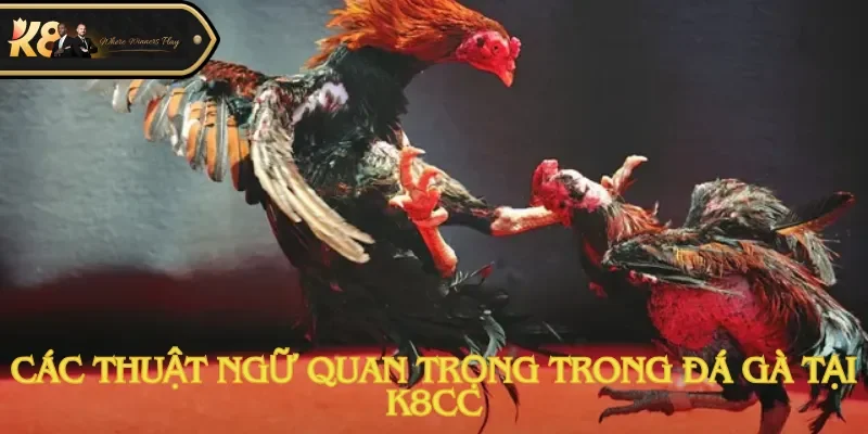 Các thuật ngữ quan trọng trong đá gà tại K8cc